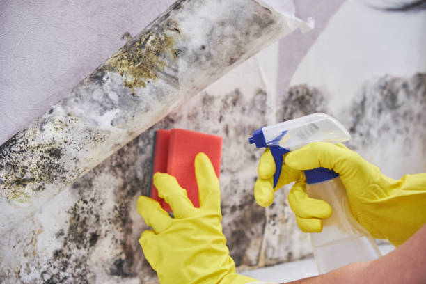 Trusted Del Aire, CA Mold Removal Experts